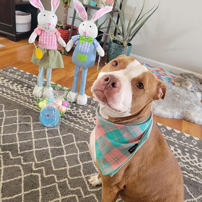 Pet Spot: Stella sits pretty when owner dresses her for holidays