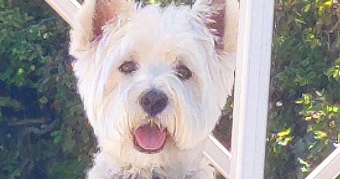Pet Spot: Bella enjoys boat rides, being in water