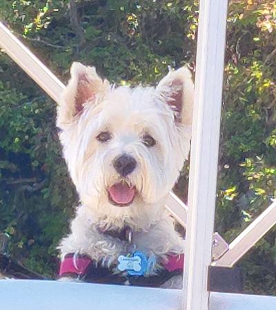 Pet Spot: Bella enjoys boat rides, being in water
