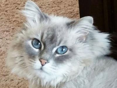 Crystal, the Blessing family's 17-year-old cat.