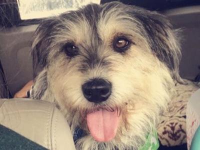 Kate Bequette of Imperial sends in photo of dog, Archie