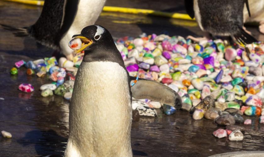 Penguins collecting breeding pebbles painted by kids in hospital