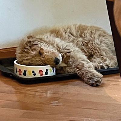 Pet Spot: Puppy Winston took nap on water bowl