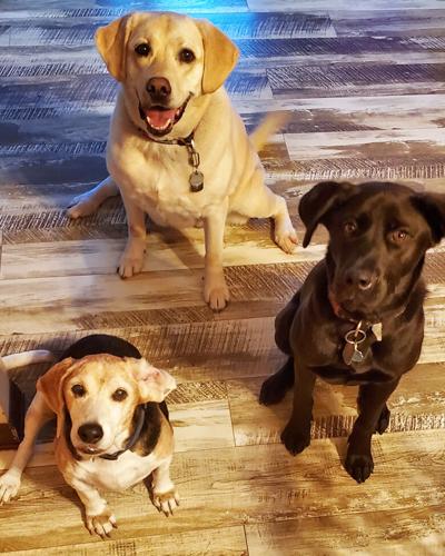 From left, Sheldon, Harley and Jersey wait for their nightly treats.