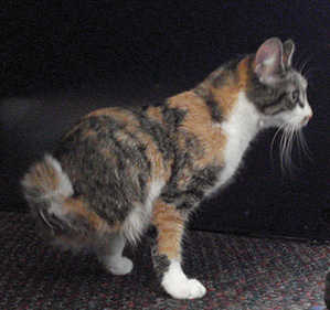 PET SPOT: Two-legged cat Miracle Whip could use a cart 