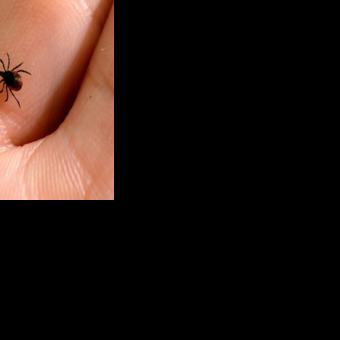 Mixed results for Lyme disease vaccine hit Valneva shares