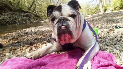 Partin's English bulldog, Lola