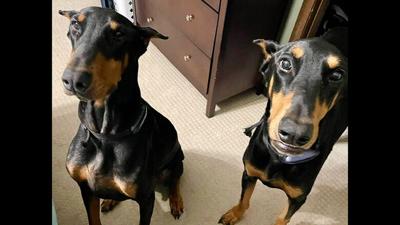 Max and Gus are 6-year-old Doberman twins.
