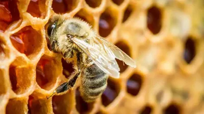 Honey Bee