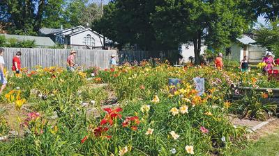The 27th annual Kimmswick Daylily Sale will be held from 9 a.m. to 5 p.m. June 27 at Carrol Wrather’s state-inspected garden at 6005 Fourth St.