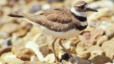 Rock firefighters rescued a killdeer bird similar to this one today.