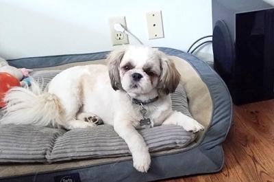 Pet Spot: Owner enjoys Simon the shih tzu