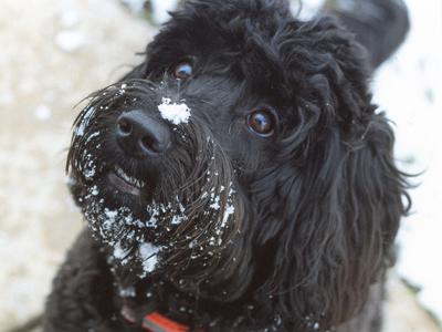 Sharon Jones said her dog, Lure, likes the snow.