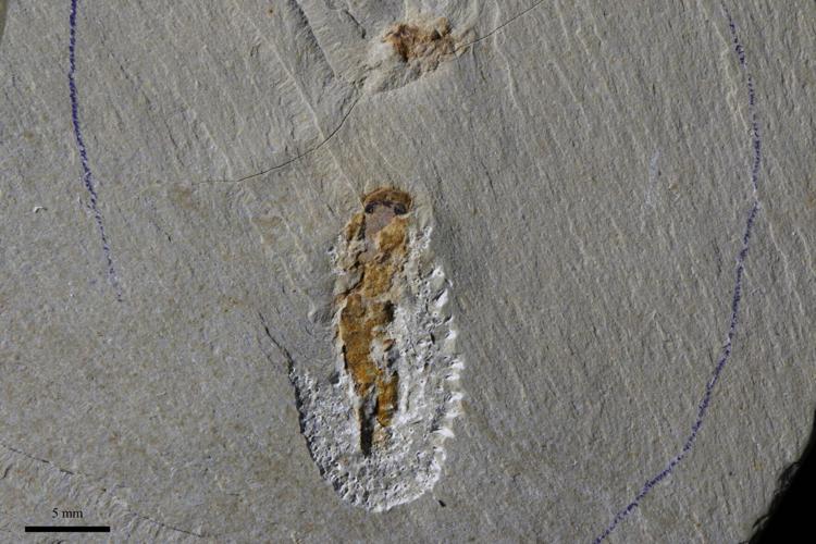 Ancient fossils reveal oldest known vertebrates had four eyes