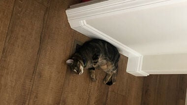 Amy Meyer of the Festus area said her cat, Dexter, loves to lie on heat vents.