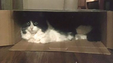 Kelly Plaszczyk of Arnold says her cat, Emmy, loves to hang out in boxes.