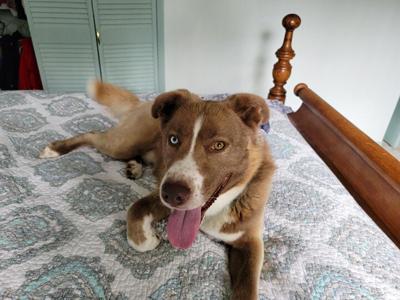 Pet spot: Newly adopted dog Ranger is an escape artist