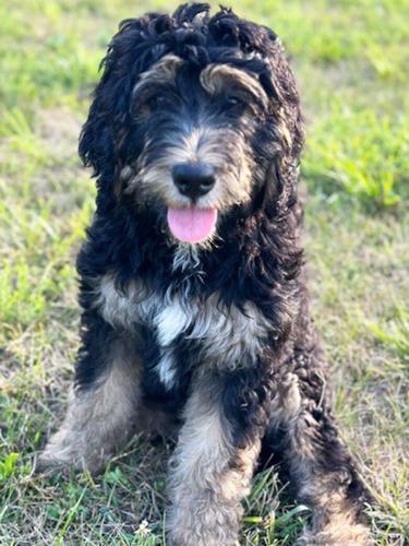 Dianna Bushnell of Festus sent in this photo of her Bernedoodle, Lucy.