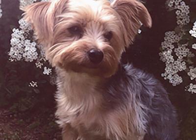 pet spot