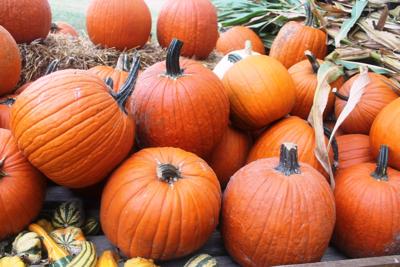 Pumpkins for sale at the Martins'  stand.JPG