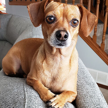 Bonnie Williams of Barnhart sent this photo of Cookie relaxing at home.