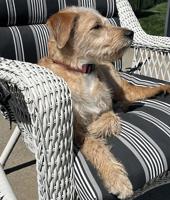 Pet Spot: Arnold family adopted dog Dolly from Memphis