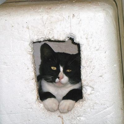 Pet Spot: Feral cat Oreo becomes loving pet