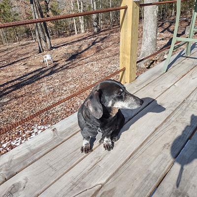 Pet Spot: Hoover the mini dachshund craves attention