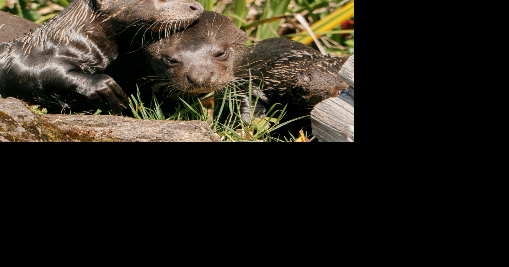 Baby otter triplets go swimming for first time