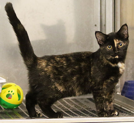 tortoiseshell cat for adoption