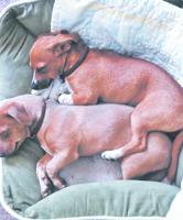 PET SPOT: Brotherly love
