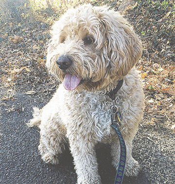 Teri Lonigro of Imperial says her golden doodle, Guido, loves everyone