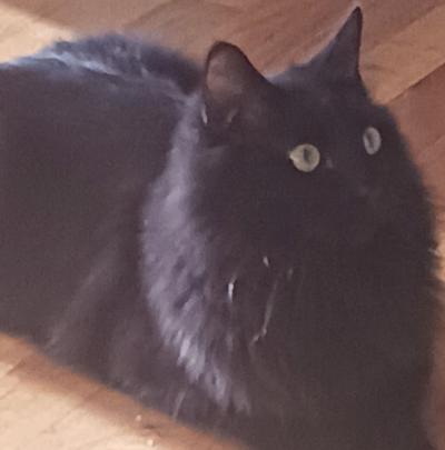 Pet Spot: Arnold woman has fond memories of Mushroom the cat