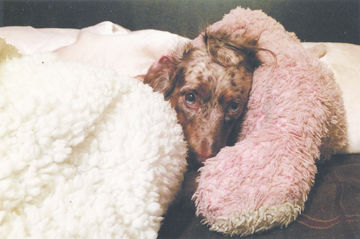 Jody Cotter's dog, Freckles
