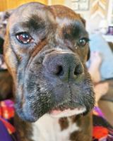 Pet spot: LuLu gets loves to get up close and personal