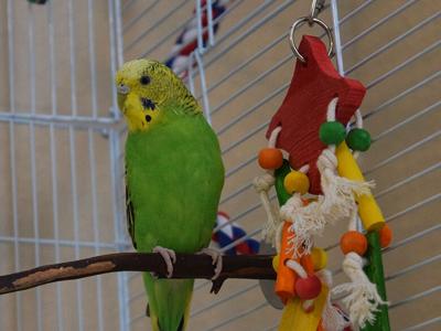 Chartreuse the parakeet