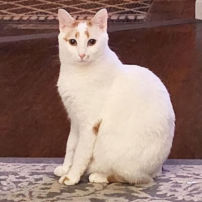 Pet Spot: Cat Moki enjoys eating, swimming