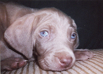 Kay Morgan of Festus says her late dog, Lewis, was a lovable snuggler