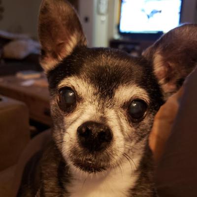 Melissa Lengyel of Arnold submitted this photo of her Chihuahua.
