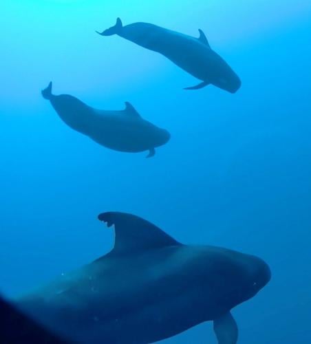 Whales can eat more than 200 squid a day, reveals new research