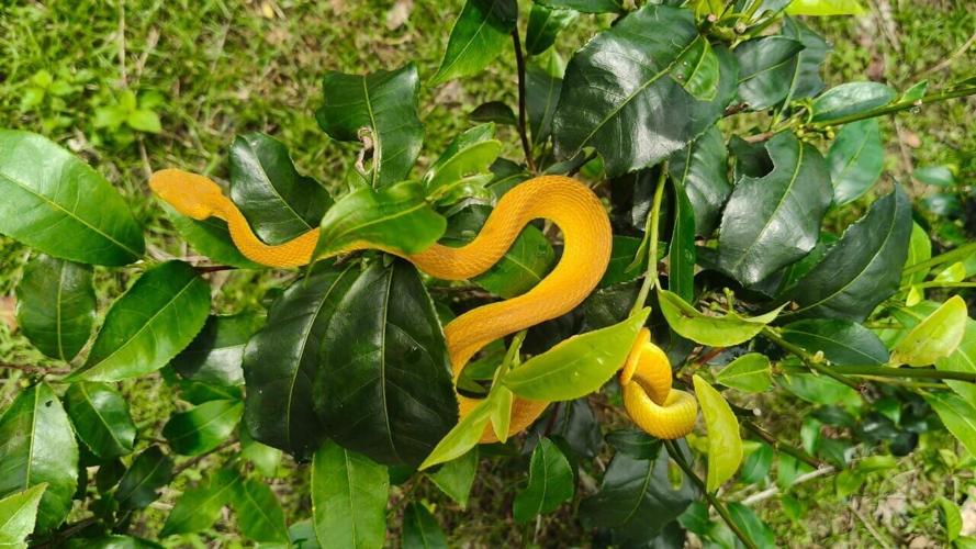 Farm workers are the people most likely to die from snakebites, reveals study