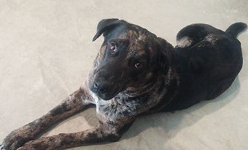 this blue heeler is up for adoption starting Tuesday at the De Soto Animal Control