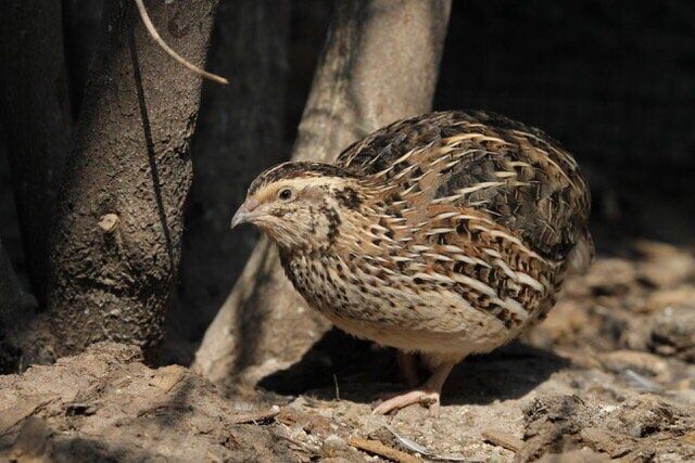 Birds that put more energy into parenthood age faster and die younger, shows study