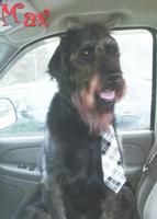 Young Labradoodle acts like a grandpa