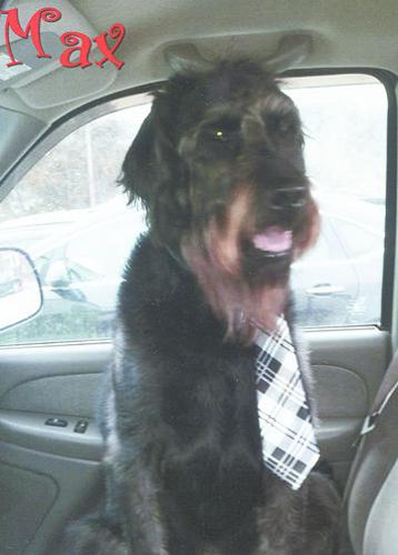 Max, the Labradoodle