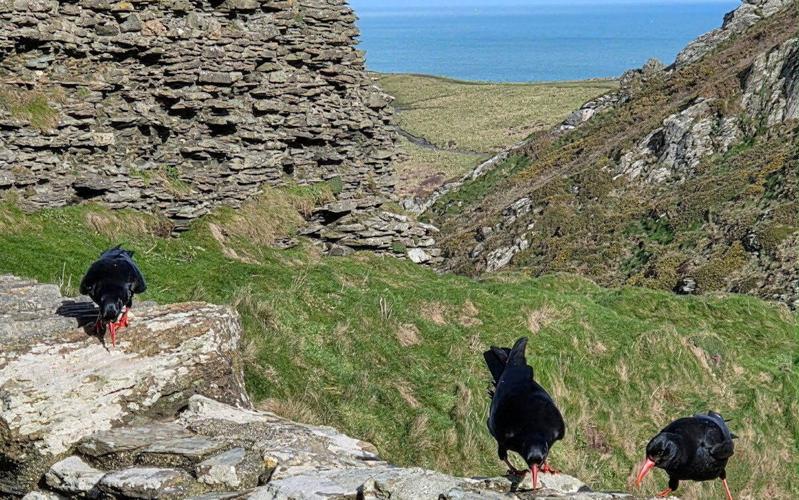 King Arthur’s birds return to Tintagel Castle after 100 year absence