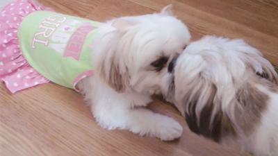 5-21-19 pet spot