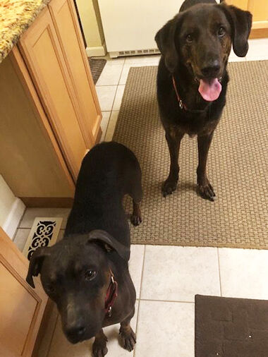 Anna Daniele of Arnold said she favors black dogs.