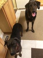 Pet spot: Arnold family adopts black dogs others ignore