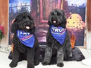 Doug and Lynne Wendel of Festus sent in this photo of their mini goldendoodles, sisters Remi and Cuss.